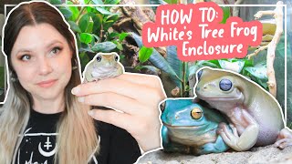 How To Set Up A Whites Tree Frog Enclosure [upl. by Harwin874]