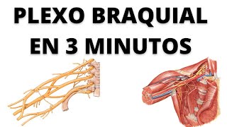 Plexo Braquial en 3 Minutos [upl. by Kirenoj]