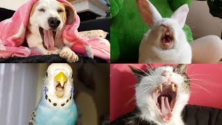 Pets Yawning Compilation [upl. by Panthea]