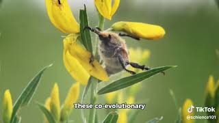 Evolution of Plant Pollination Syndromes [upl. by Reld318]