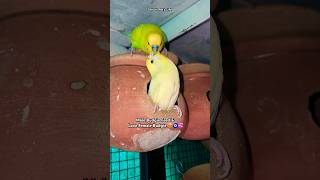 Budgie feeding amp lovers 😍🧿shortsbirdsbudgiesparrot [upl. by Anema]