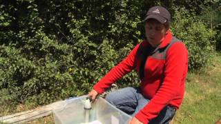 Picking and Processing Red Huckleberries [upl. by Jeana]