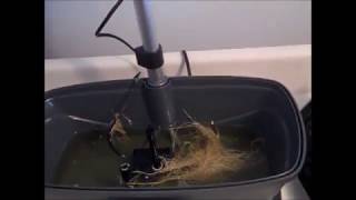 MiracleGro AeroGarden Bounty  Cleaning amp Sanitizing [upl. by Asiar]