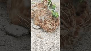 quails sun bathing in mini aviary [upl. by Nilesoj574]