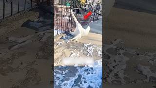 Swan’s Love Will Melt Your Heart ❤️  halloween sad cute funny heartbroken animalshorts [upl. by Kciredes]