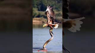 Titan Serpent eagle and serpent funny video 💜 🔥shorts [upl. by Dodson34]