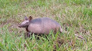 Armadillo [upl. by Silverts]