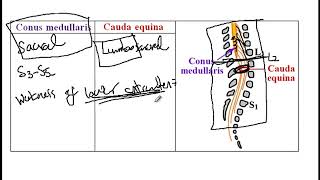 USMLE ACE Video 206 Spinal Cord Anatomy  Conus Medullaris Cauda Equina and Reflex Levels [upl. by Joycelin883]