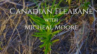 Medicinal Uses of Canadian Fleabane  Michael Moore [upl. by Airbma]