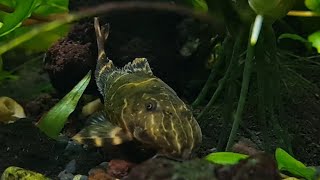 Clown Pleco makes an appearance L104 pleco [upl. by Egarton]