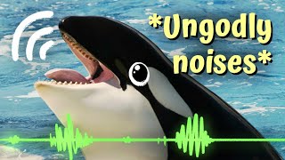 I Tried Listening To Orcas Online quotFor Sciencequot [upl. by Allit180]