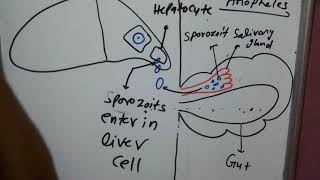 Malaria part 3 sporozoitcryptozoits preerythrocytic cycle anophilin [upl. by Analaf]