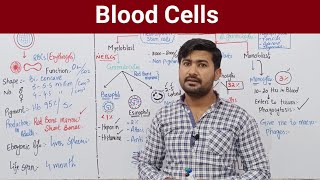 149 The Blood  Blood cells  Human blood cells  Human circulatory system Fsc Biology 11 [upl. by Abbe]