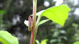 Graphocephala coccinea Redbanded Leafhopper [upl. by Aneehsirk]