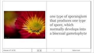 General Biology 2  29 Plant Diversity I How Plants Colonized Land  Flashcards [upl. by Nov562]