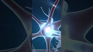 Inside the Human brain 🧠 🫨 Neuron Neurotransmitter Synapse How neurons connect with each other [upl. by Aisel955]