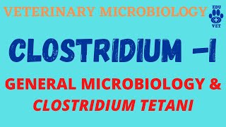 Clostridium Part I  Clostridium tetani amp General Microbiology [upl. by Hitt]