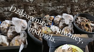 Utylizuję odpady hoduję dżdżownice mróz pomaga💥 [upl. by Nenney]