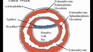 Early Embryology [upl. by Alaik953]