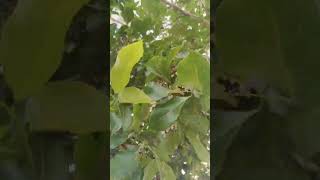 Pongamia pinnata  Indian Beech Tree 🌴 કરંજ વૃક્ષ tree nature viralshort shorts [upl. by Merci]