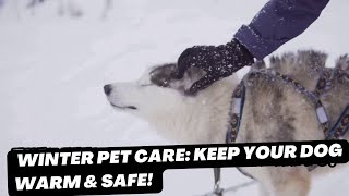 Winter Pet Care Keep Your Dog Warm amp Safe [upl. by Enytsirk]