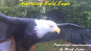 My Second ever Papercraft model  American Bald Eagle [upl. by Beth]