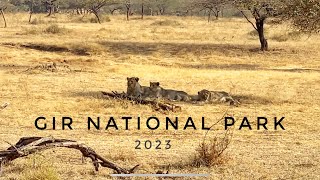 Sasan Gir National Park 2023  Asiatic Lion  Jungle Safari  Gir Jungle  Sasan Gir Gujarat [upl. by Cleres91]