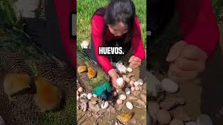 ¿Por qué esta chica está rompiendo el huevo del pavo real😮 shortsvideo [upl. by Itirp]