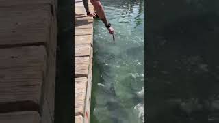 Feeding Tarpon at Robbie’s Marina of Islamorada [upl. by Dnarb]