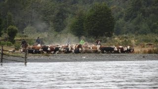 Arreo de vacunos en Agroturismo Estancia Mercedes [upl. by Eninotna]