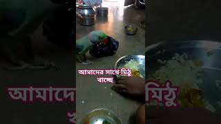 mithu parrot tota pakhi viral trending vedio mamata tudu official [upl. by Alton472]