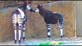 Okapi  Los Angeles Zoo [upl. by Lange]