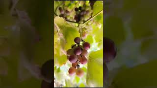 grape grapetree fruit [upl. by Amein522]