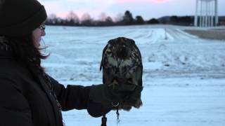 Redtailed Hawk Buteo jamaicensis Falconry Training [upl. by Esteban]