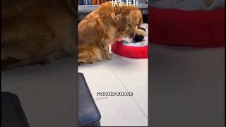 What an amazing dog giving the pig the bigger treat ❤️ jn33s1z via TikTok [upl. by Oletta897]