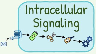 Intracellular Signaling  Second Messenger System [upl. by Haynes]