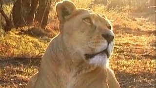 South Africa 10 Lions Eating [upl. by Ethelbert]