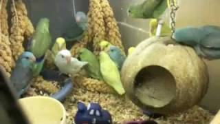 Group of Pacific Parrotlet Birds [upl. by Orling225]