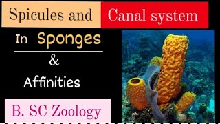 Spicules and canal system in sponges amp affinities l BSc Zoology lFull Detailsl kkeducationn [upl. by Durkee]