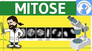 Mitose einfach erklärt  Zellteilung 1  Zellzyklus Ablauf Phasen amp Zusammenfassung  Genetik [upl. by Floyd459]