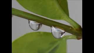 Water Drops on stems 2 [upl. by Yrhcaz]