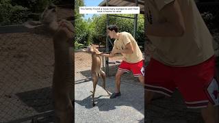 This family found a weak baby kangaroo and then took it home to raise animalshorts [upl. by Ennovart977]