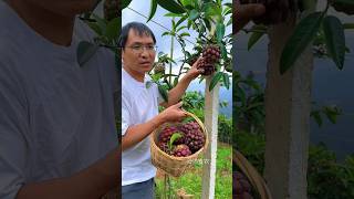 Natural landscape coccinea fruit garden and harvesting activities from farmers reels 2024 top [upl. by December418]