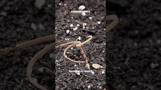 Erodium seed science sciencefacts shorts [upl. by Drucie64]