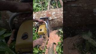 Chain Saw Machine🔥 Tree Cutting👌 Mahagoni Tree Cutting 😱viralvideo shorts [upl. by Wallraff]