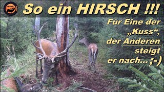 So ein HIRSCH   ohne Worte  Brunft 2024 [upl. by Glenden]