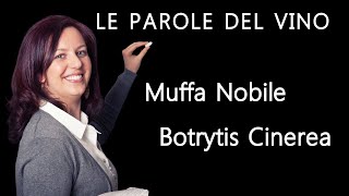 Muffa Nobile e Botrytis Cinerea  Le parole del vino  Tutorial Vino Italiano [upl. by Rebna388]