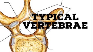 Typical vertebrae [upl. by Trudy]