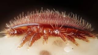 PSA Varroa mites [upl. by Mintz306]