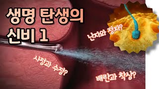 생명 탄생의 신비 1 난자와 정자 배란 수정 착상의 과정 [upl. by Maude]